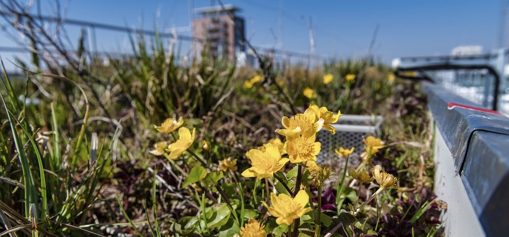Forschungsgr&uuml;ndach. Foto: Andr&eacute; K&uuml;nzelmann/UFZ